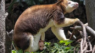 A 7-month-old tree kangaroo peeked out of its mom's pouch at the Bronx Zoo and here are the photos