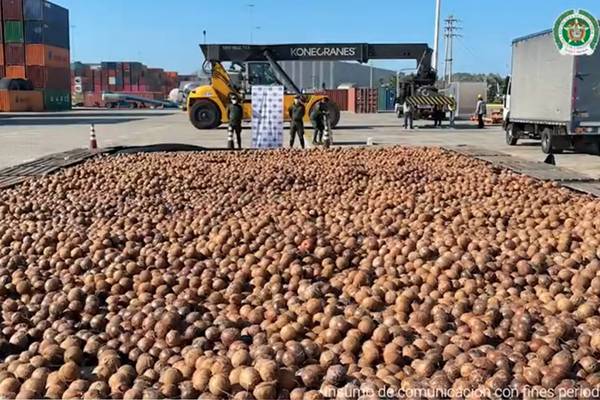 Police seize nearly 20,000 coconuts filled with liquid cocaine