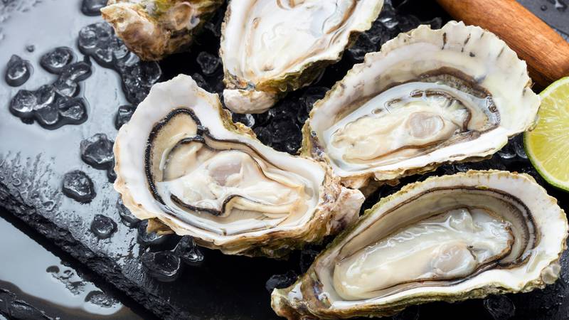 Oysters