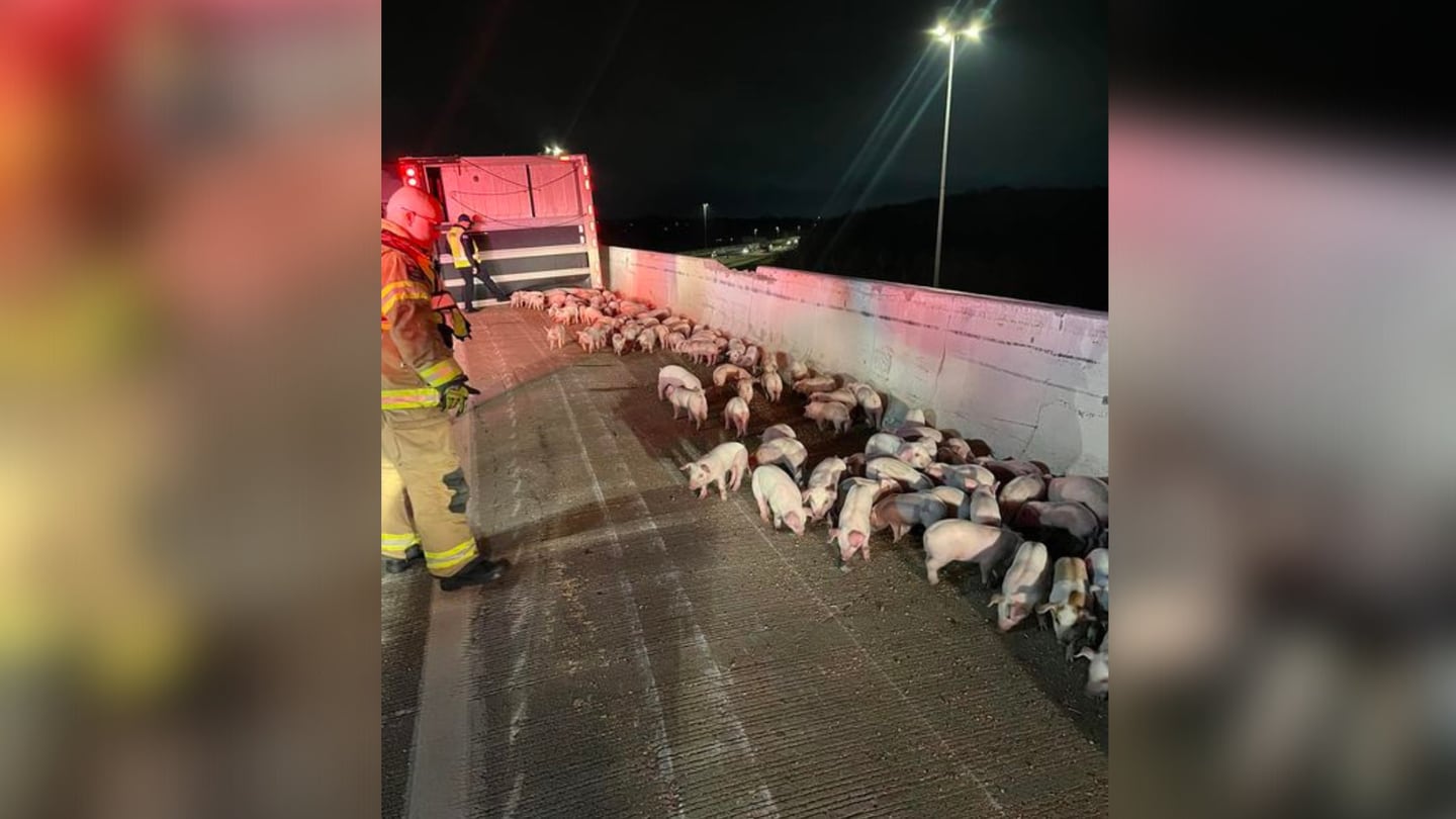 Dozens of piglets run loose after semi-truck carrying them overturns