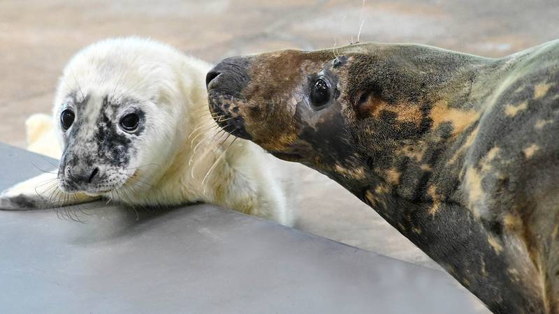 A week-old grey seal pup and his mother, Georgie, at Brookfield Zoo. They are currently behind the scenes bonding.