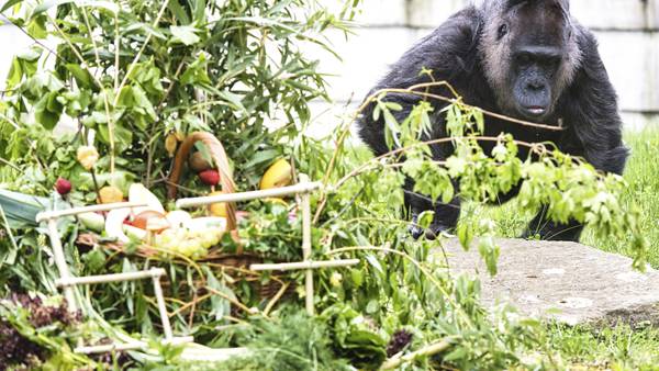 Berlin zoo celebrates the 67th birthday of Fatou, believed to be the world's oldest gorilla