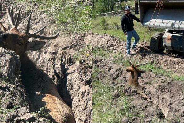 Construction equipment used to rescue elk after it got stuck in a trench