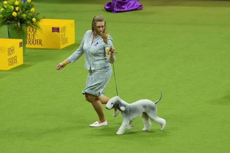 Westminster Kennel Club