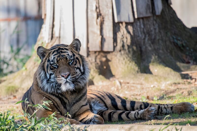 Tiger at the National Zoo