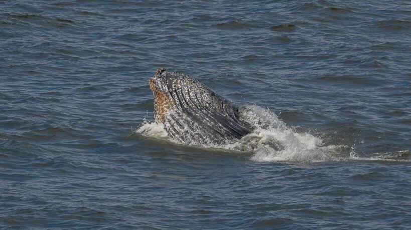 Humpback whale in water