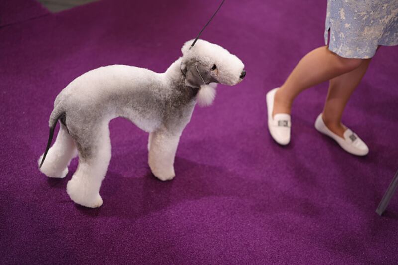 Westminster Kennel Club