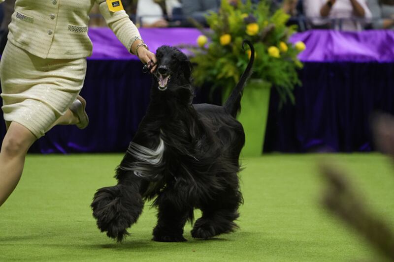 Westminster Kennel Club