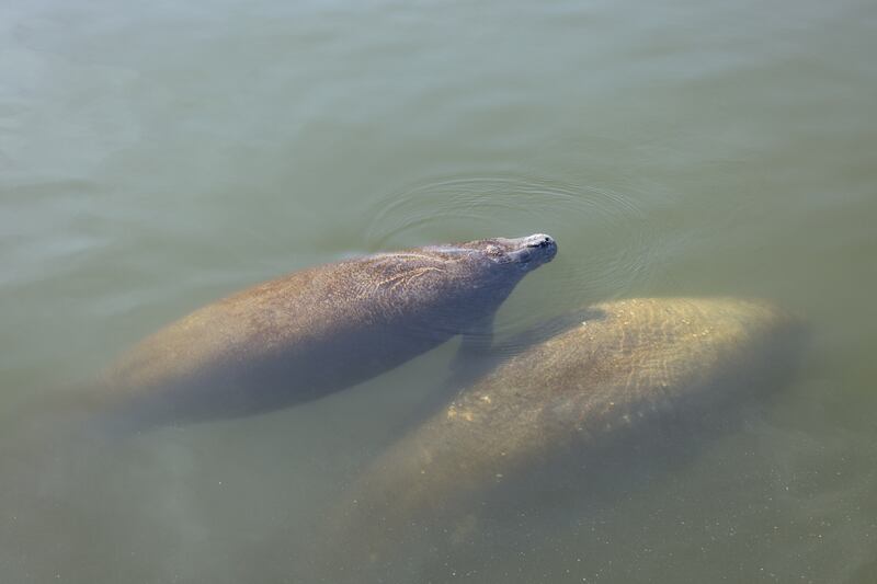 Manatees