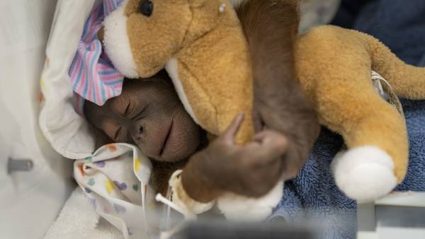 Endangered Bornean orangutan born at Busch Gardens in Florida